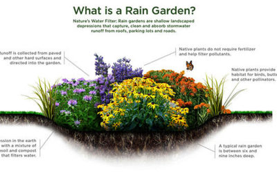 Adding a Rain Garden to Your Landscaping
